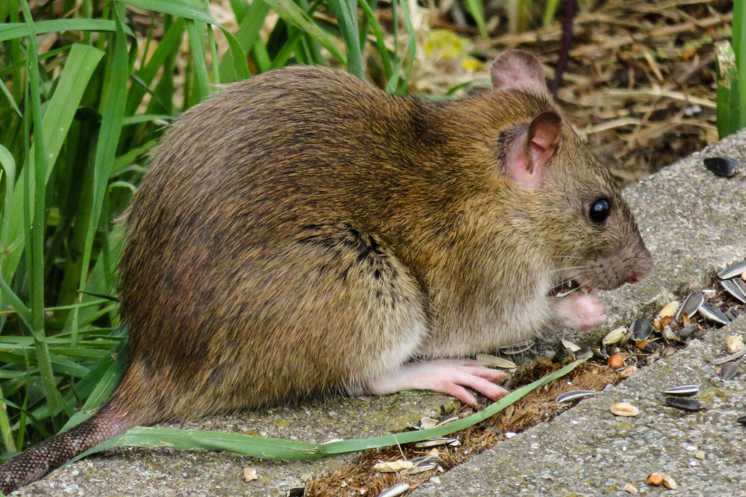 Rattenbekämpfung Essen - Ratten im Keller, Garten oder Gewerbe professionell bekämpfen und vertreiben